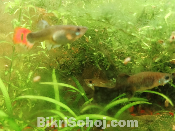 Fish